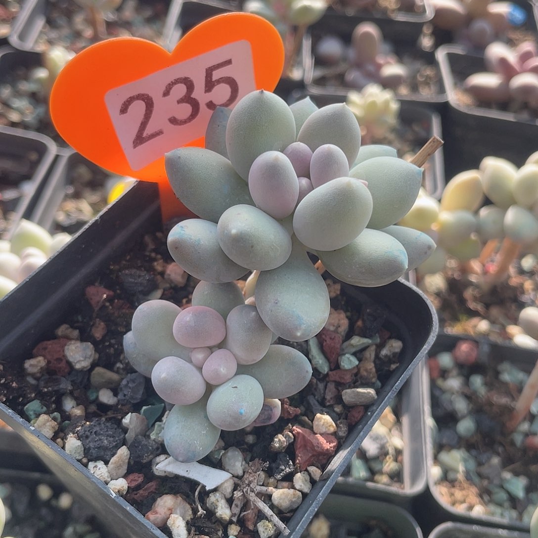 溜溜球 脱土发货 7口盆