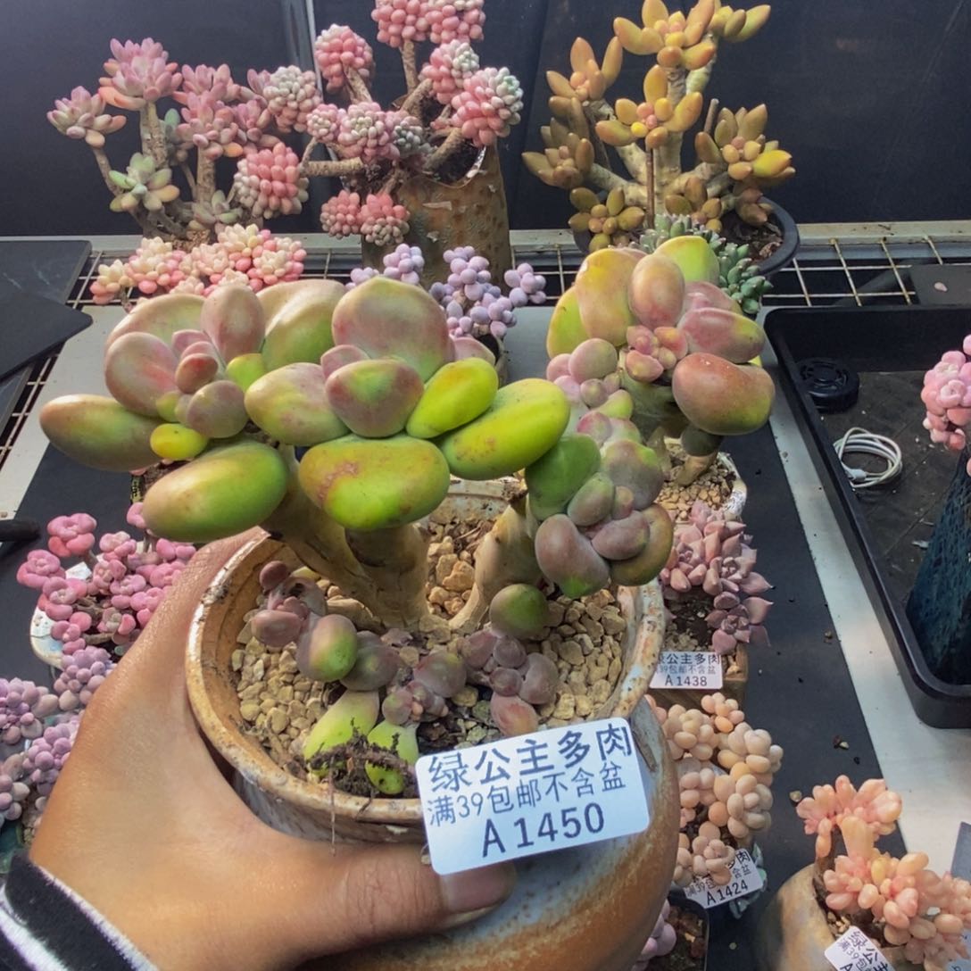 450芒果奶多肉12c m