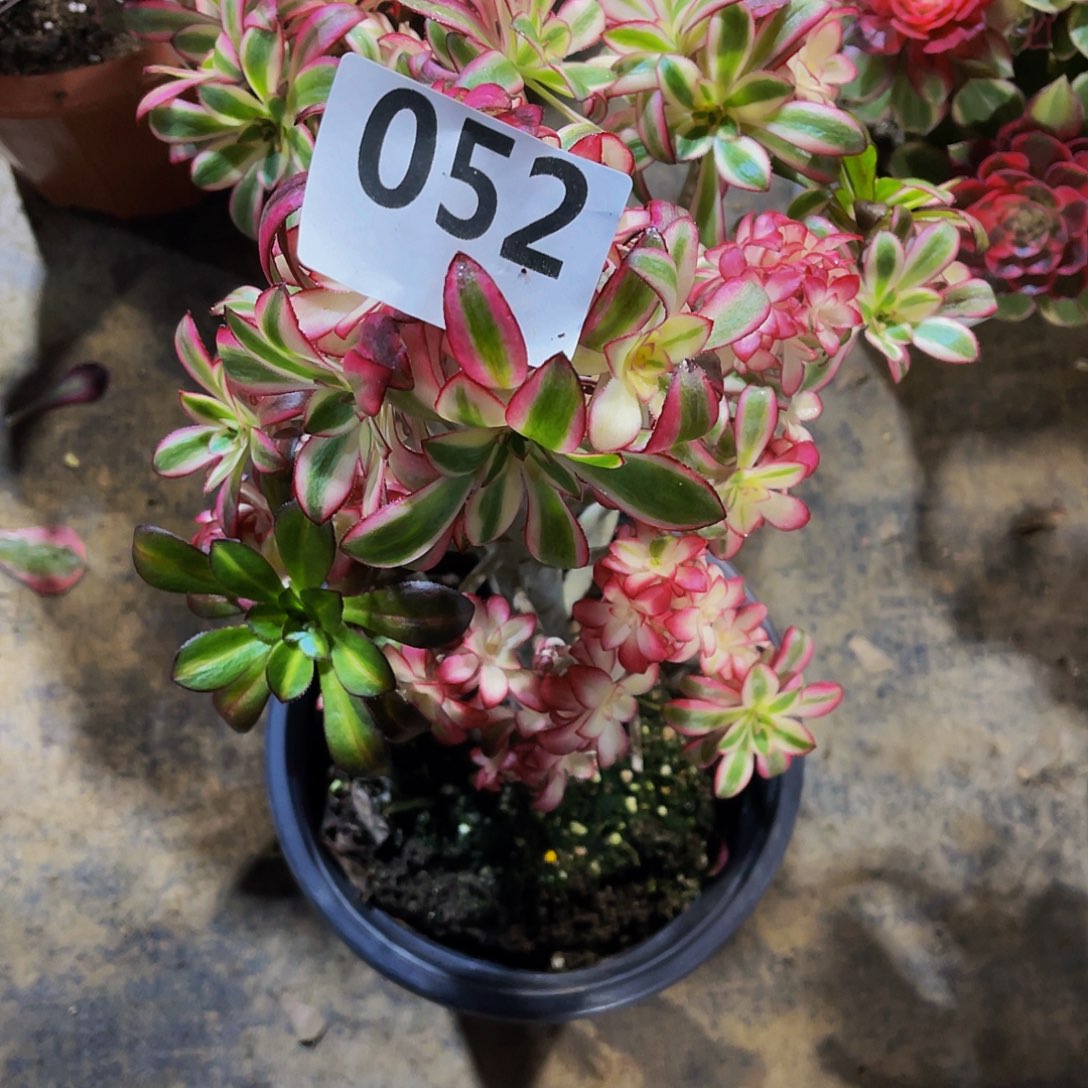 长*多肉冰淇淋脱土发货052