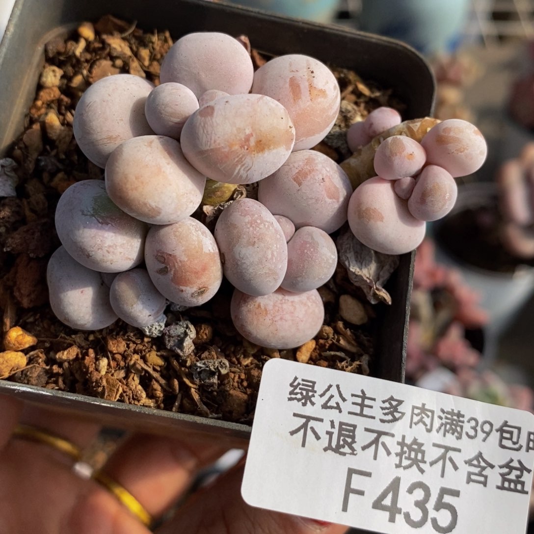 橙奶435/5c m有砍