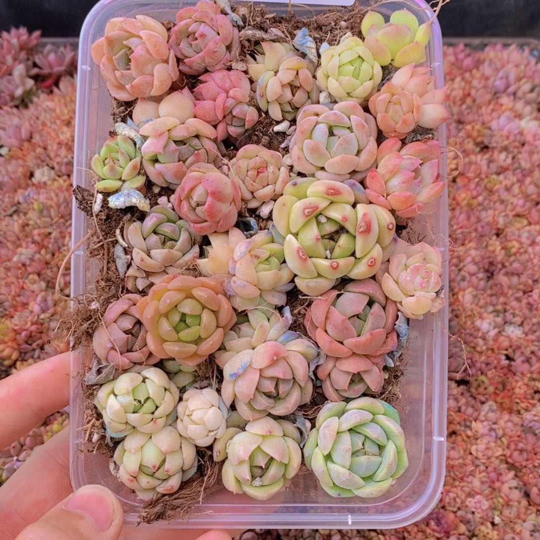 36多肉一物一拍链接