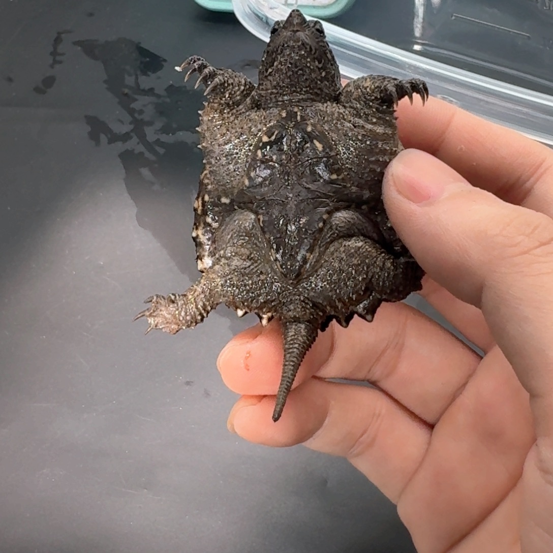 宠物龟不分公母11