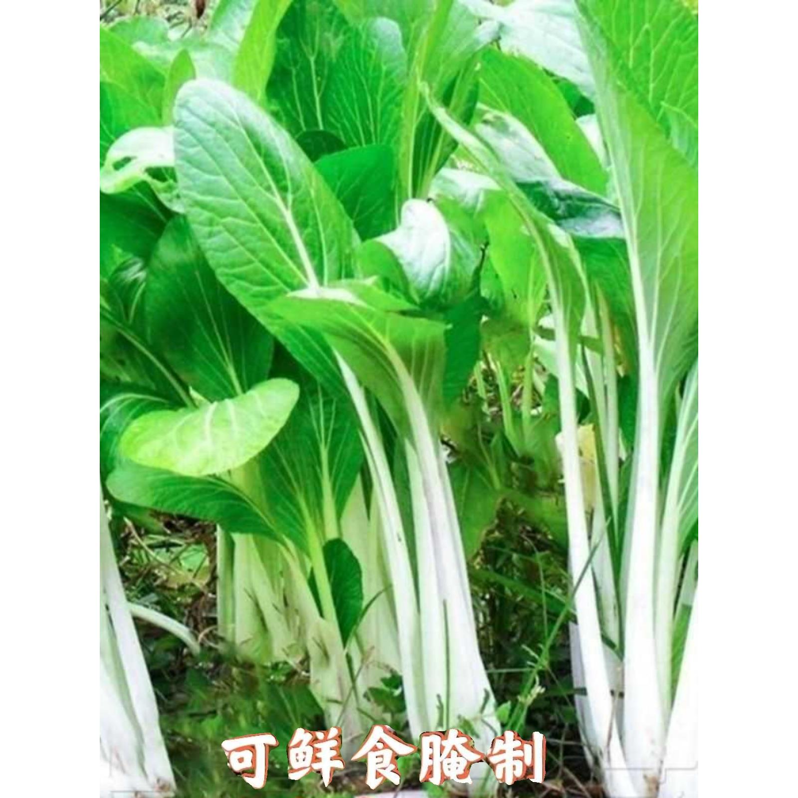 （书记助农）永桥 箭杆白菜 包邮