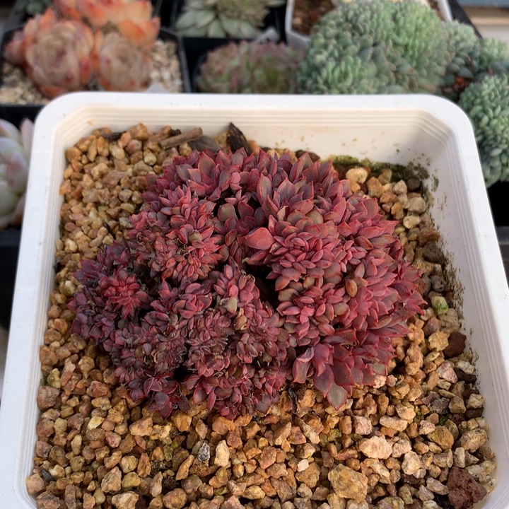 红玫瑰缀化脱土发