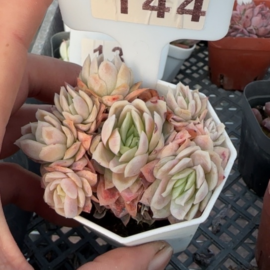 144冰片锦。一物一拍多肉