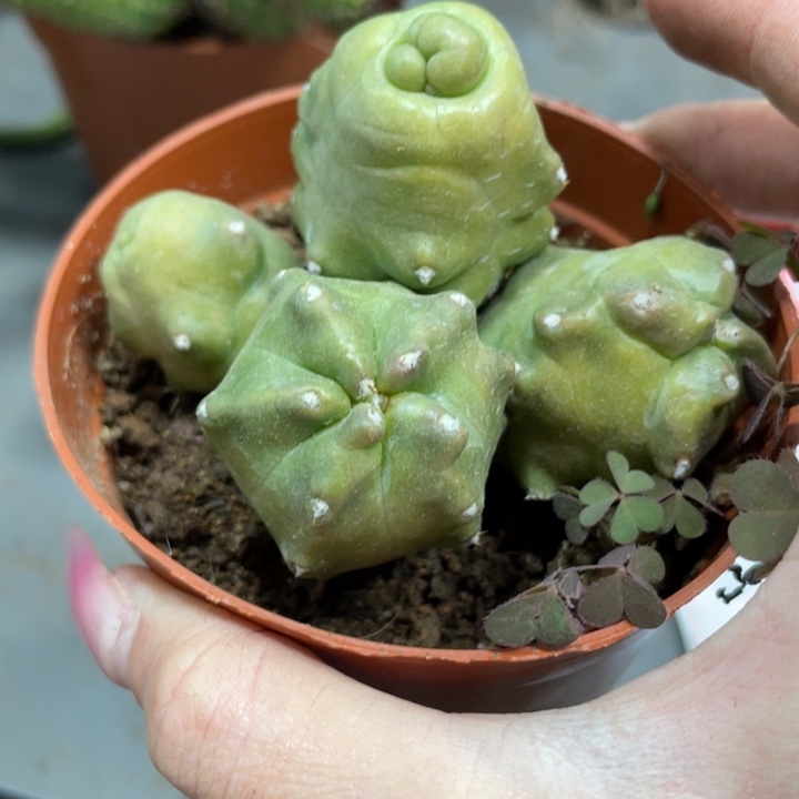 橙桃多头一物一拍新品119