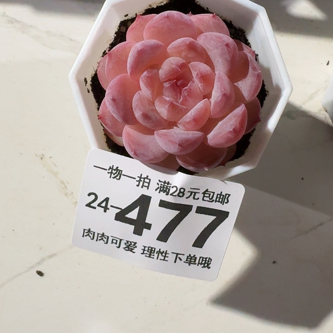 紫霜无盆土发货无