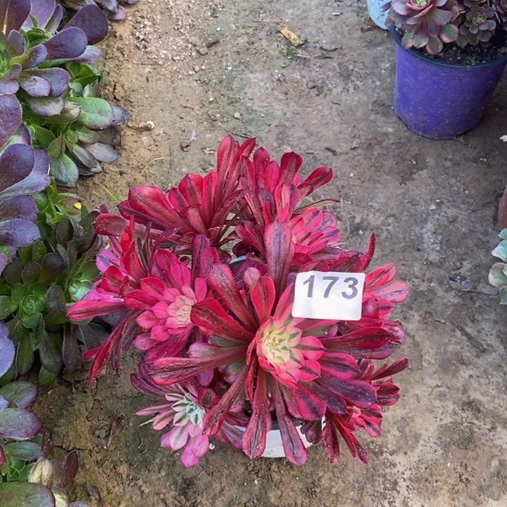 173铜壶白绣球多肉