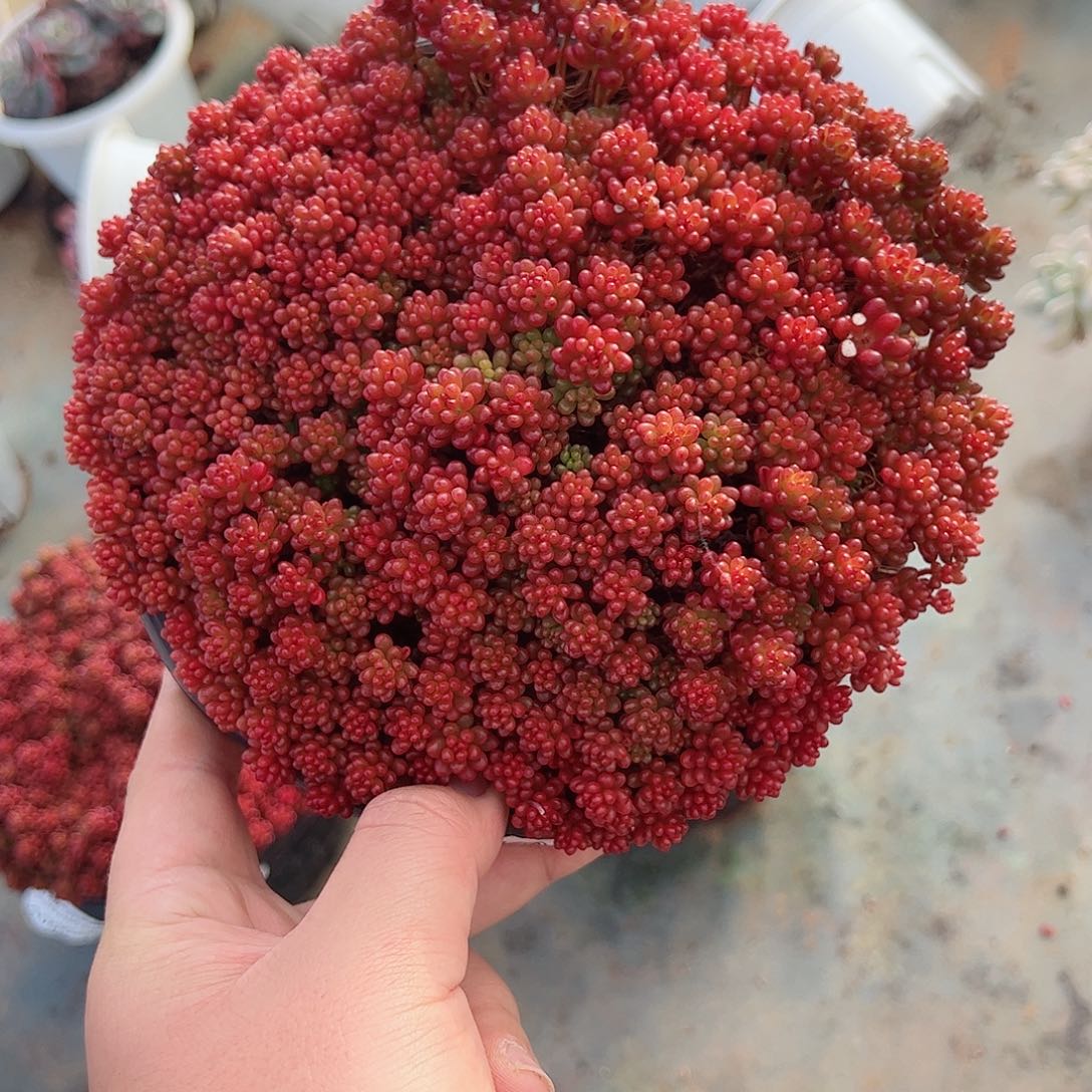 红浆果大盆带盆土发