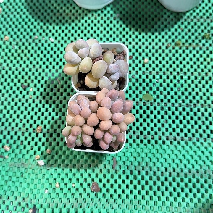 多肉植物的生长环境