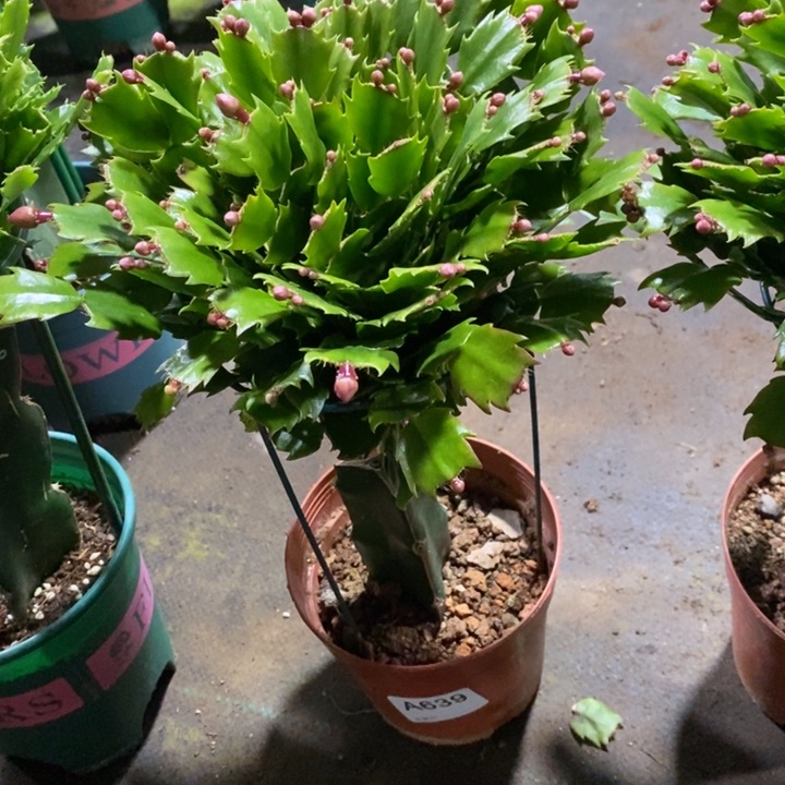 当前无花栽培后可以开花自****人639嫁接黄索