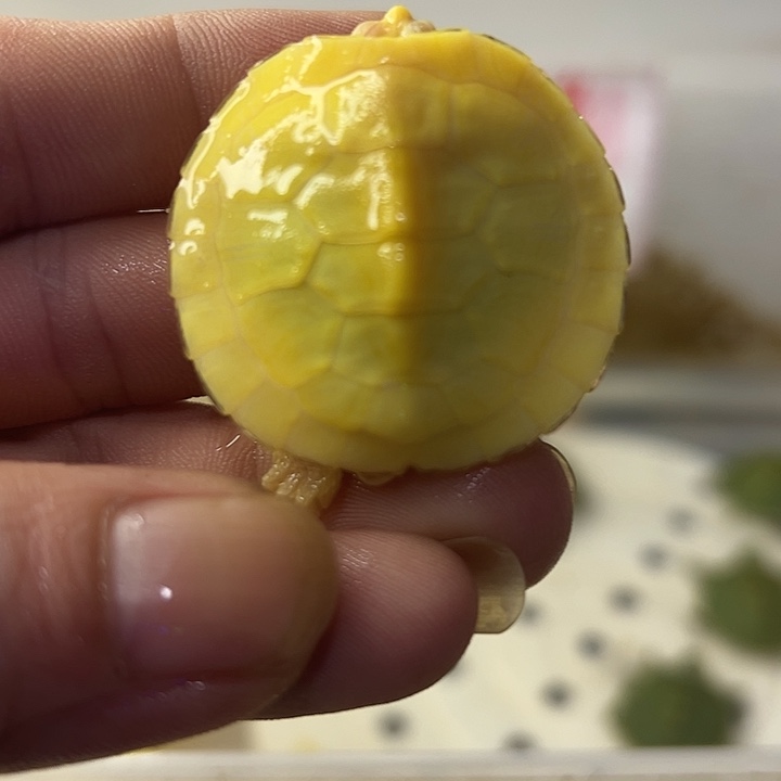 不分公母宠物龟白巴苗