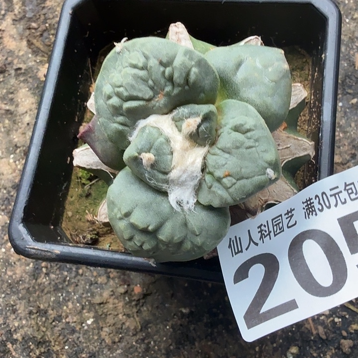 无花朵205大尤哥怒牡丹东三