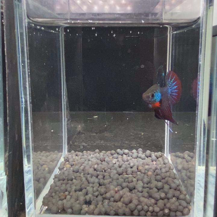 斗鱼泰国斗鱼44号