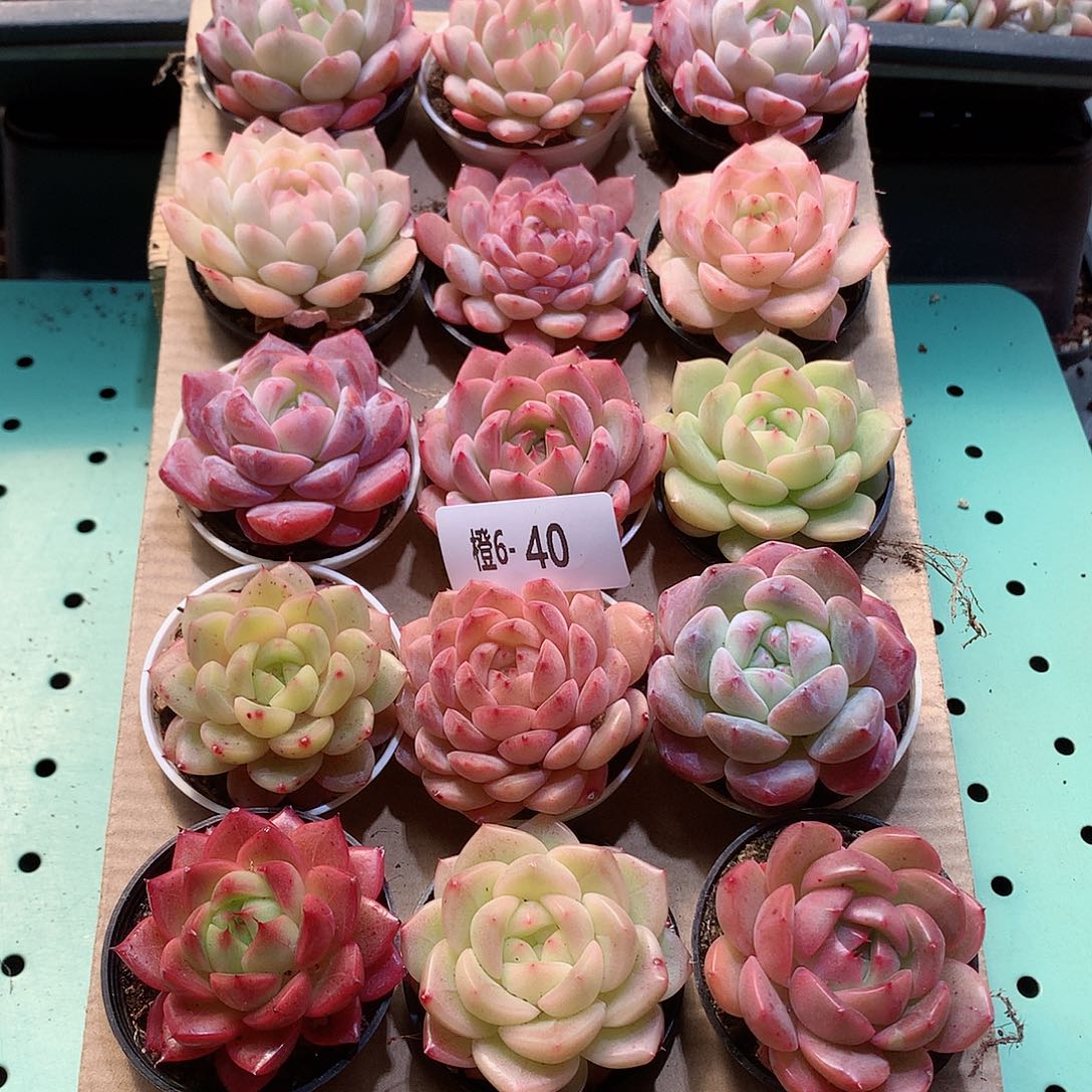 6-40一物一拍带盆18颗