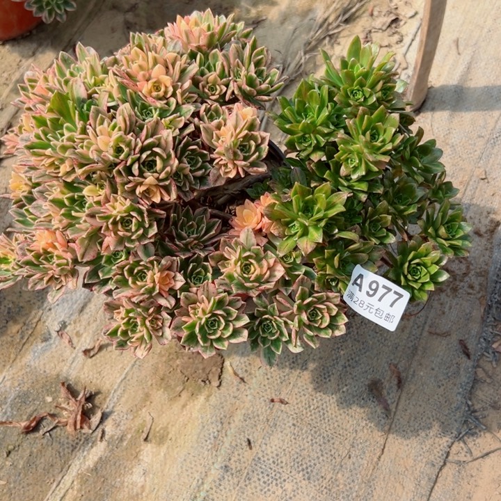 977甜茶多肉植物