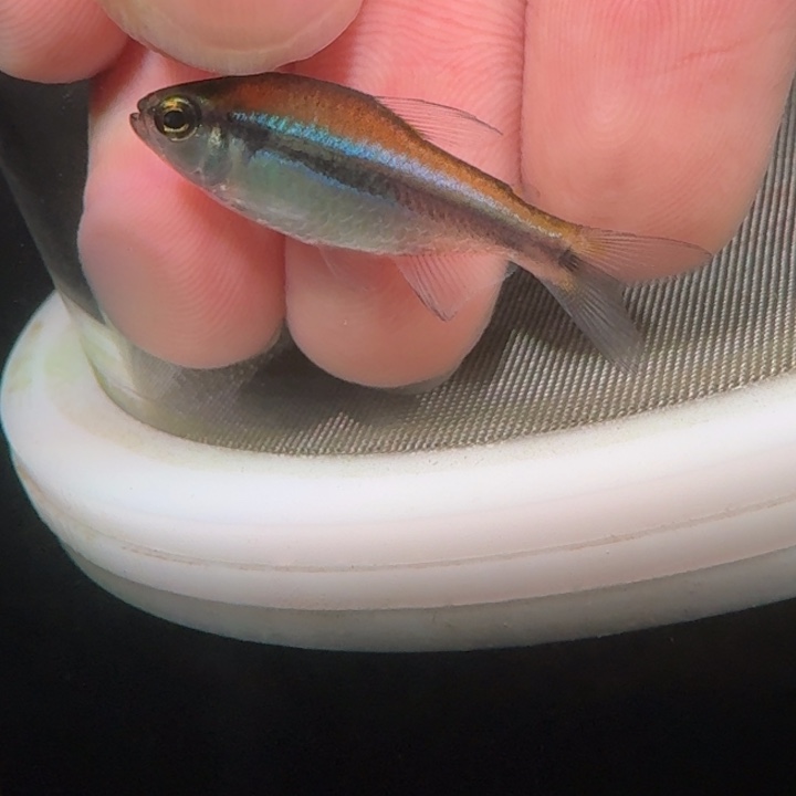 灯科鱼C07-4 蓝帝一3cm左右 1条