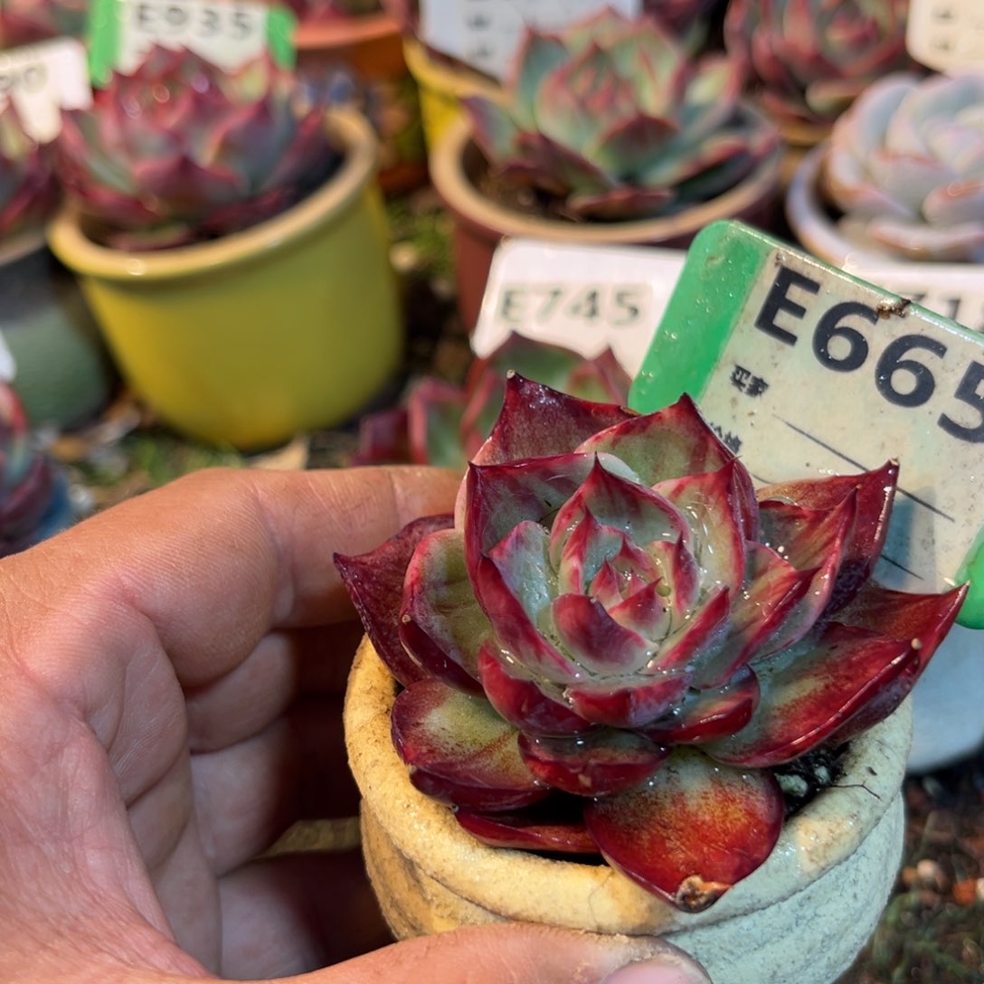 惊鸿一瞥665号多肉