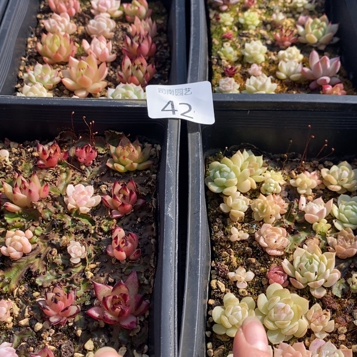 42 多肉植物盆栽花卉