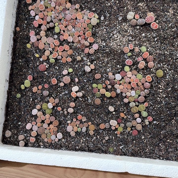 生995石花整筐脱土发过