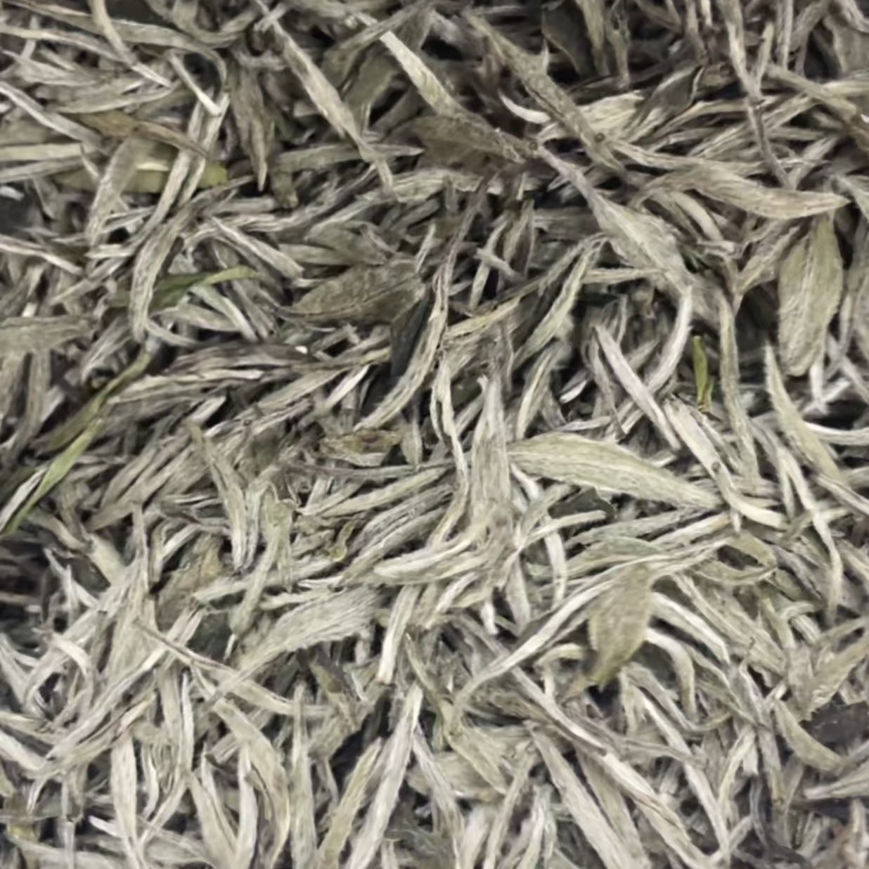 临时链接 看直播 2025年中采白毫银针散茶