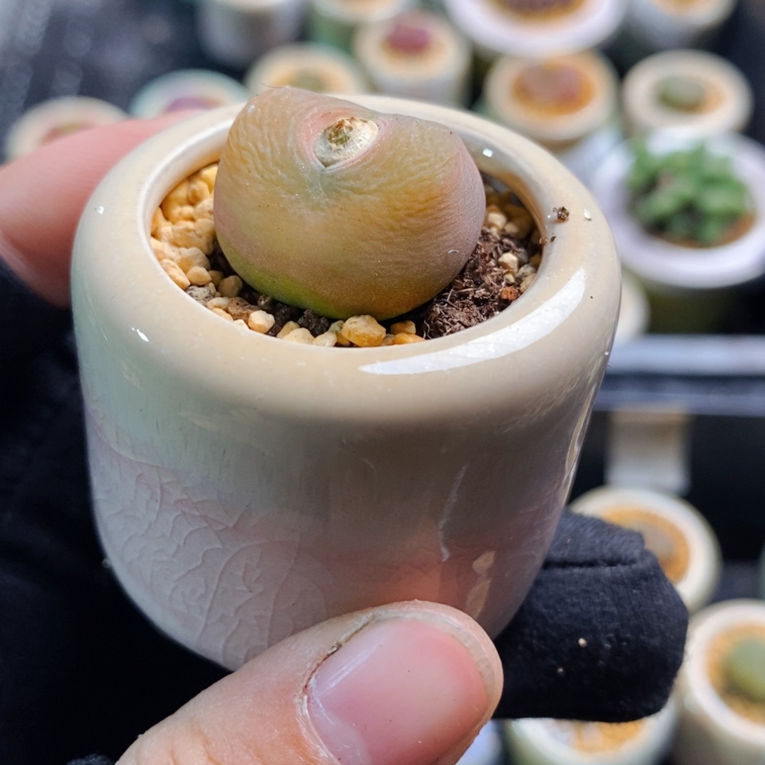 2979-一物一拍带盆