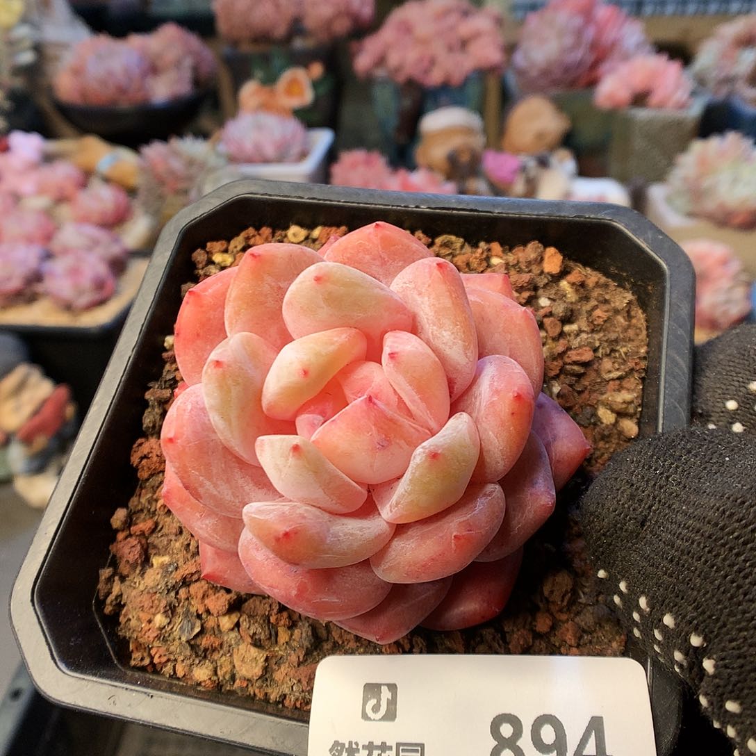 894雪天使多肉植物666