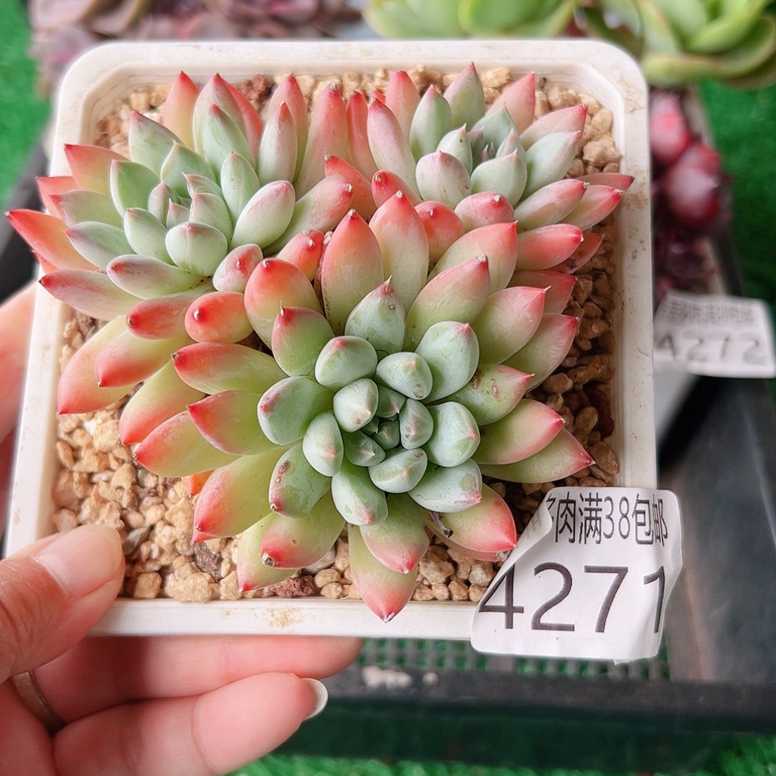 无花朵多肉一物一拍植物4271