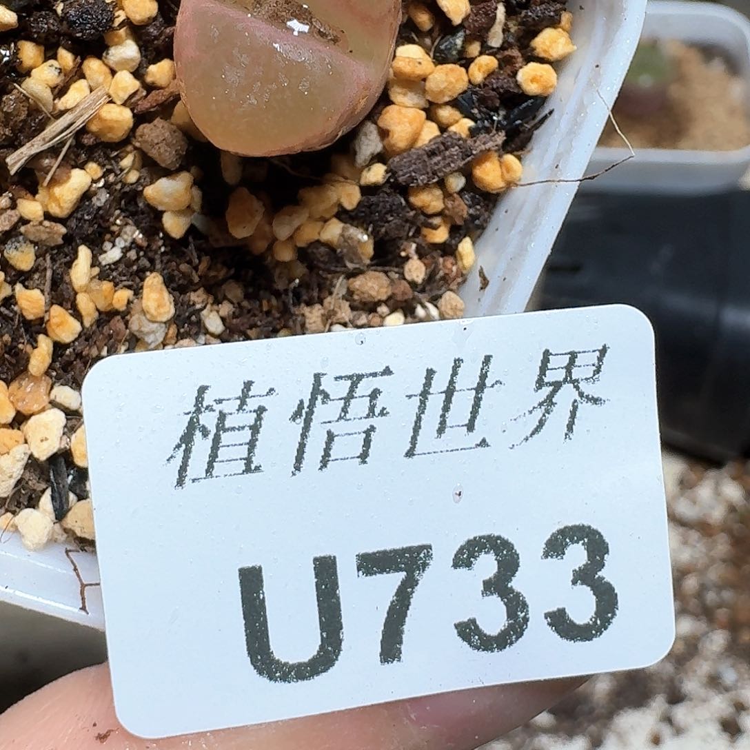 733盒多肉植物哇f g