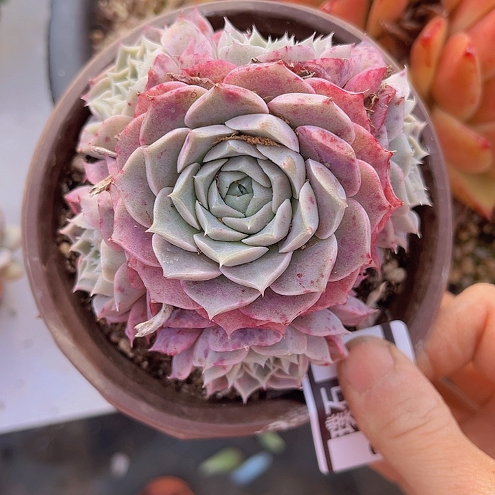 海林娜27170多肉植物