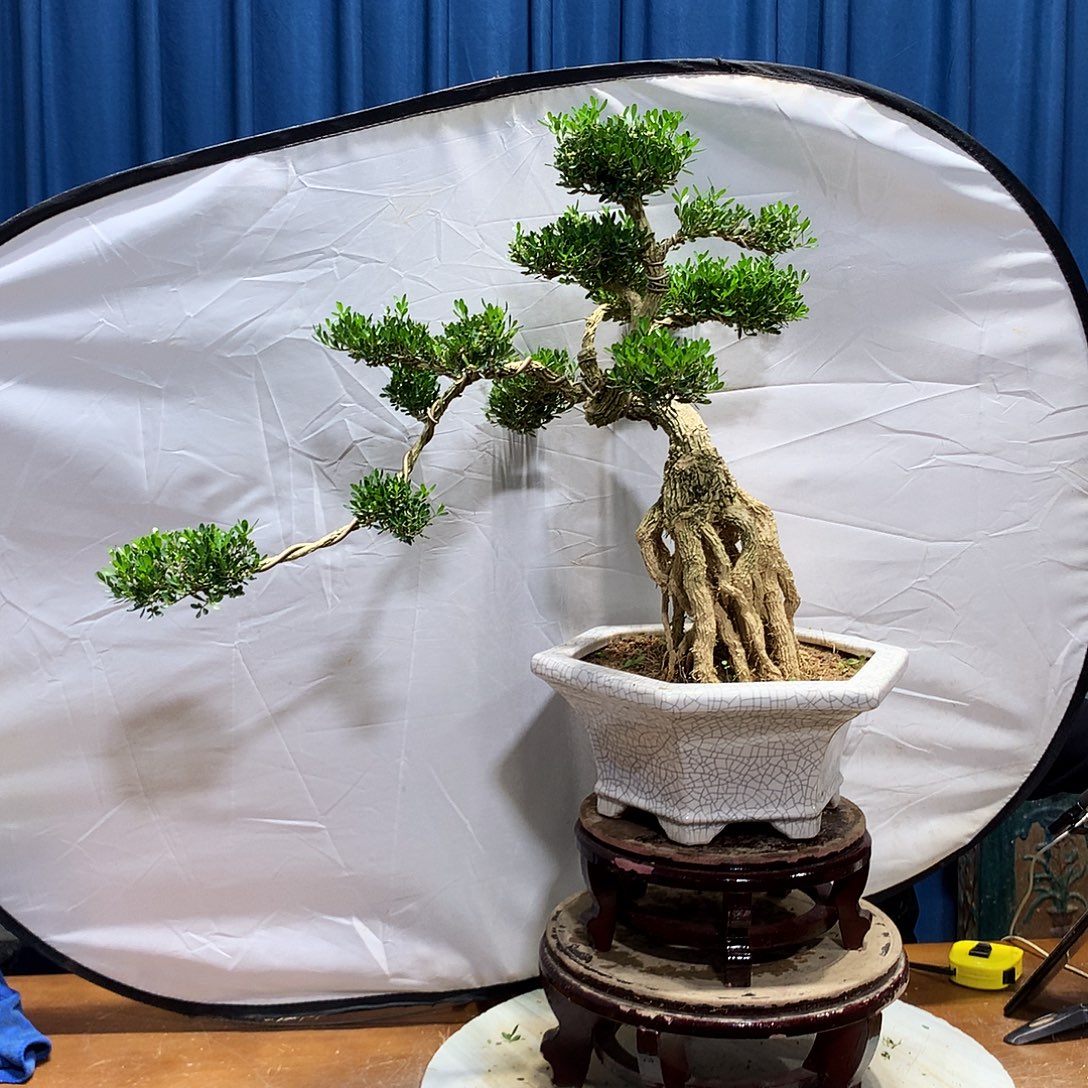 无花朵黄杨盆景一物一拍