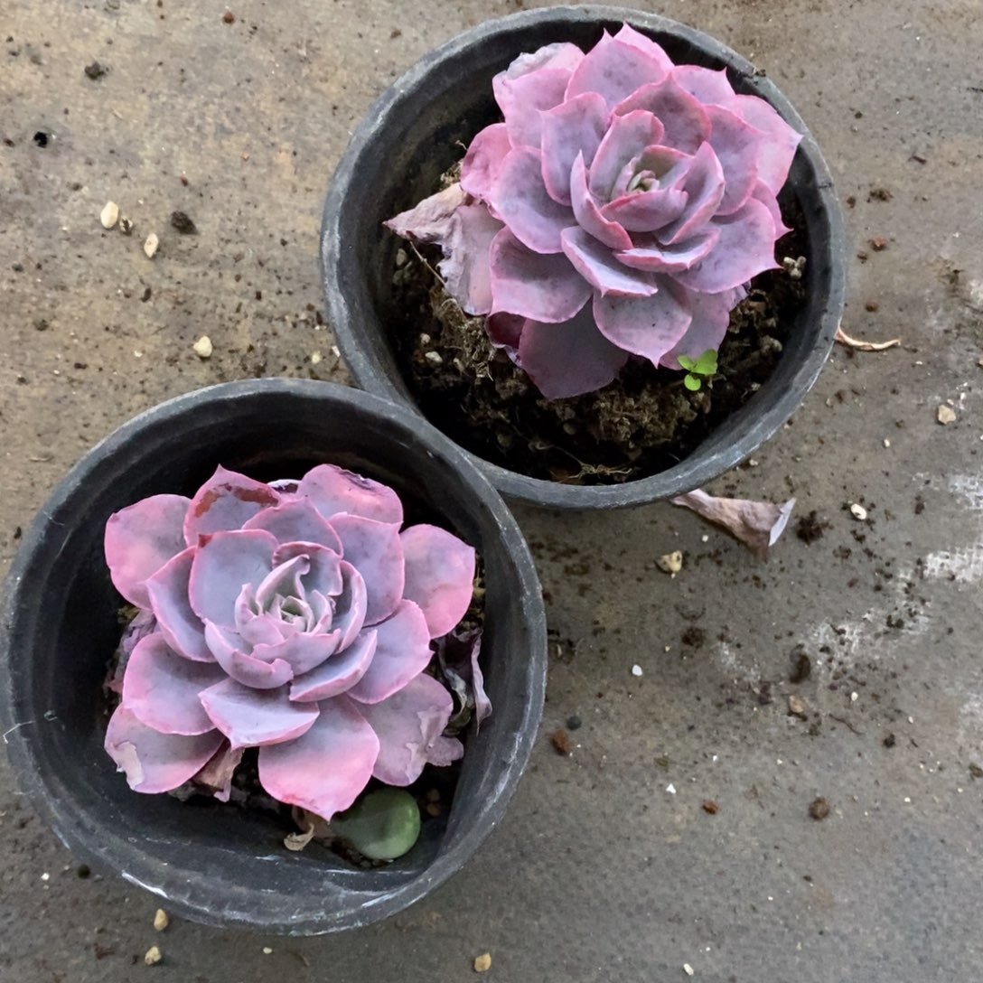 Pink单头小老桩两盆
