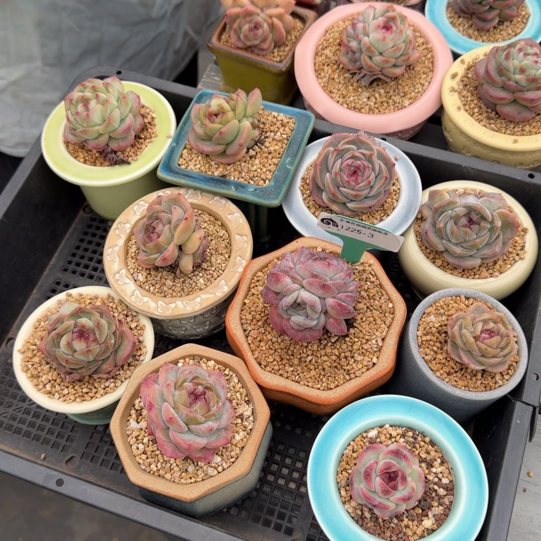 从前慢多肉精选编号1225.3