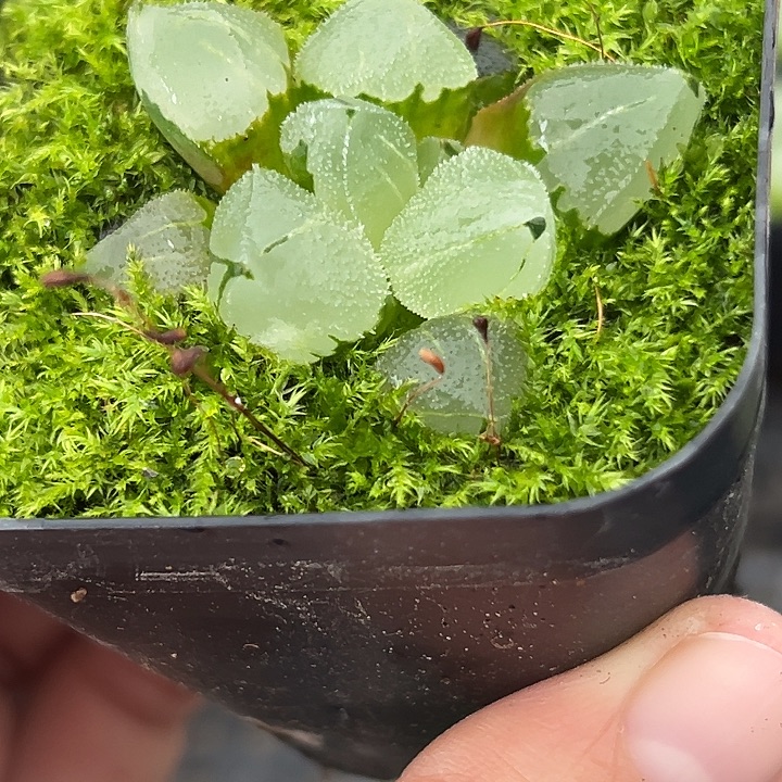 阿****十二卷多肉冰玉鸾