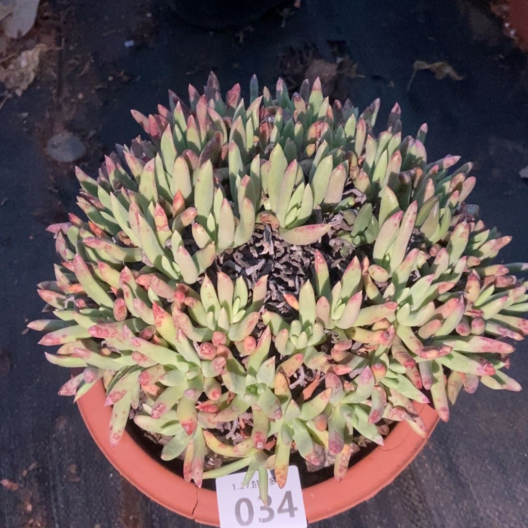 034多肉植啦啦啦