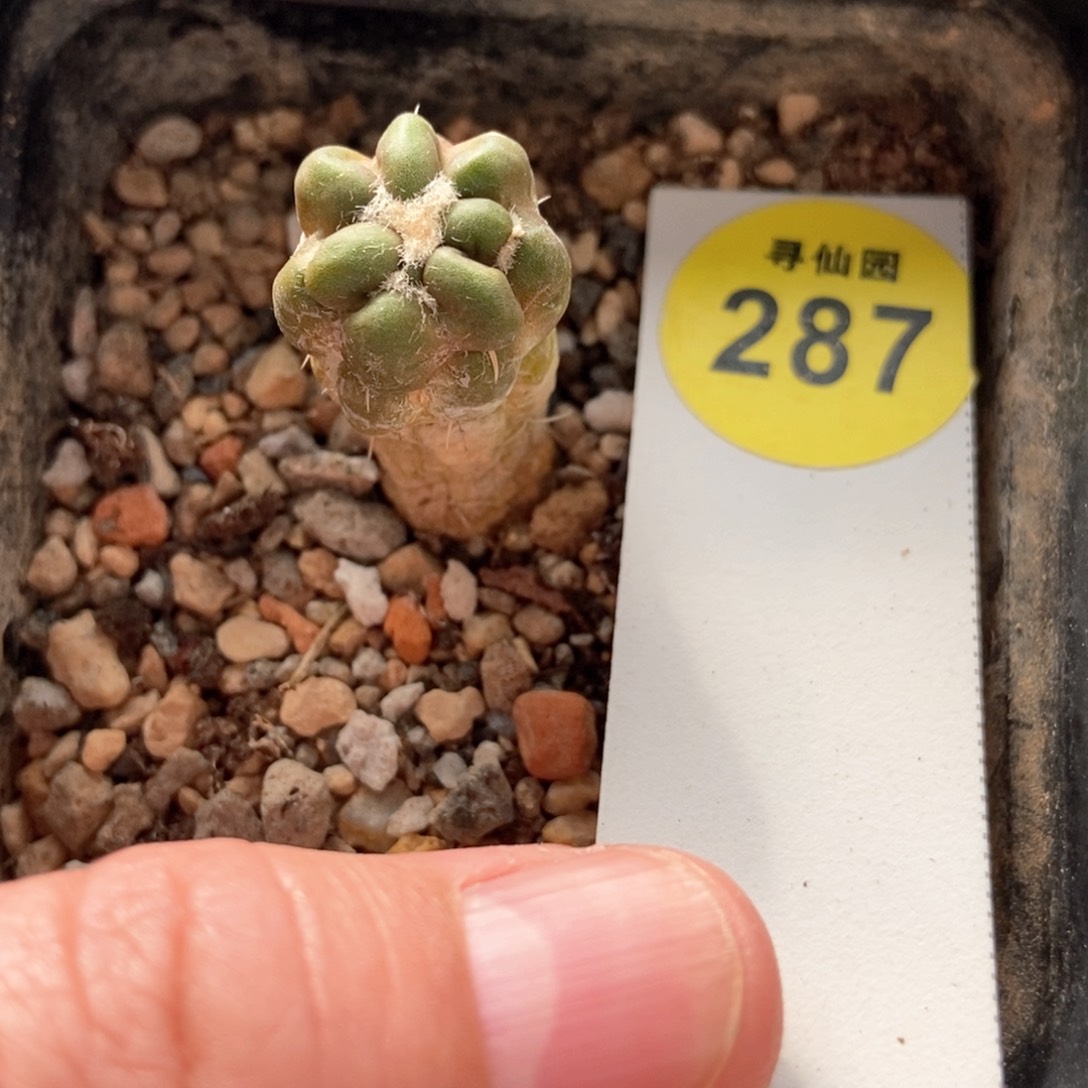 自根惠毛丸一颗1.4cm