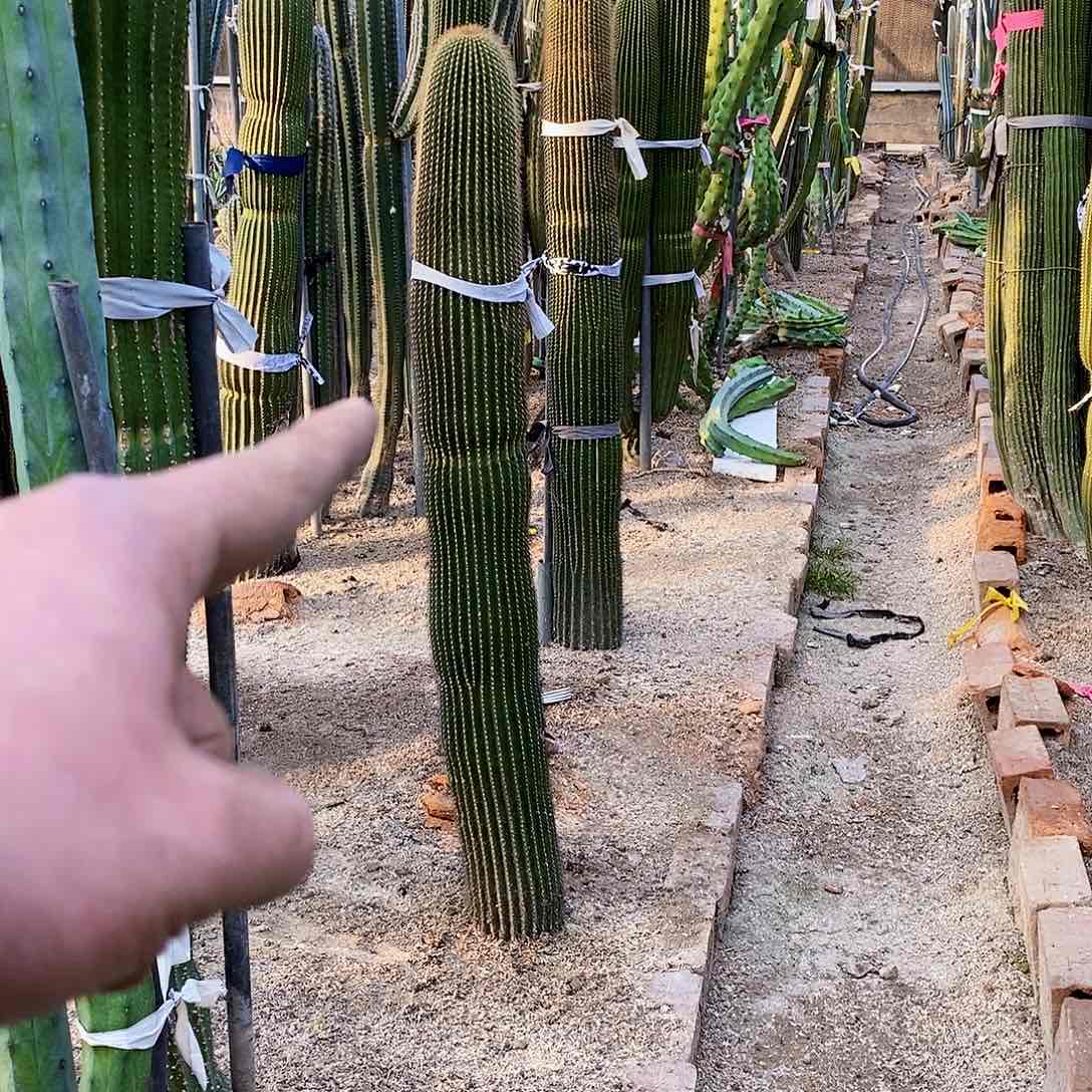 大凤龙高130公分左右