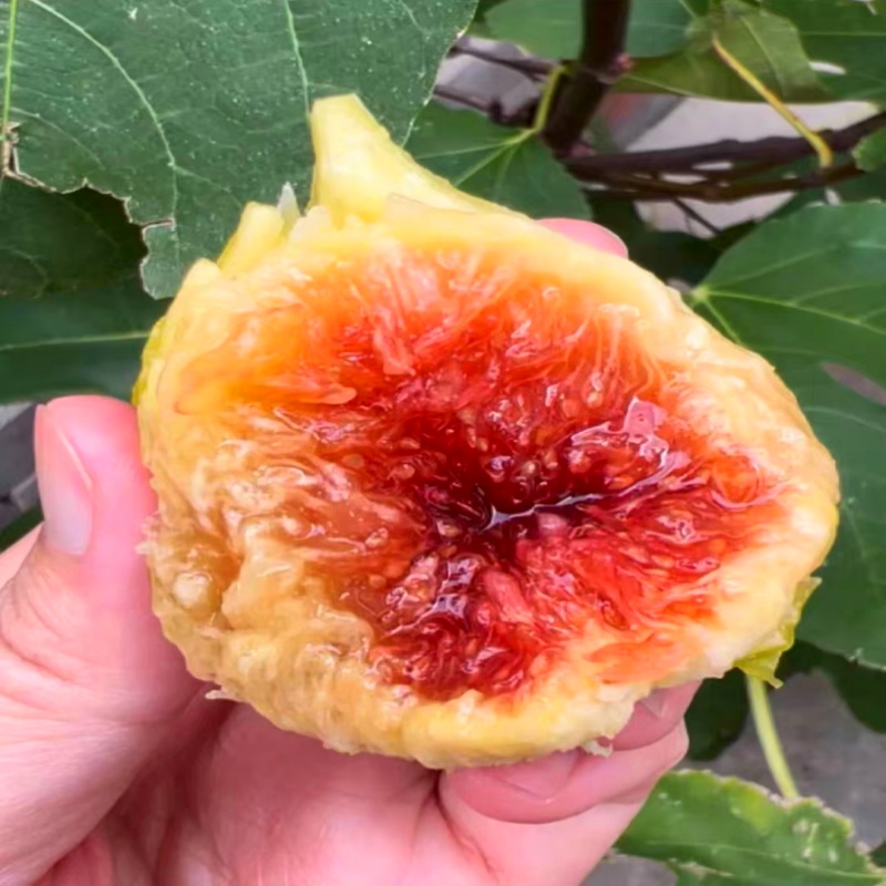 无花果树果苗特大果新品种盆栽庭院阳台矮化水果树南北方四季种植