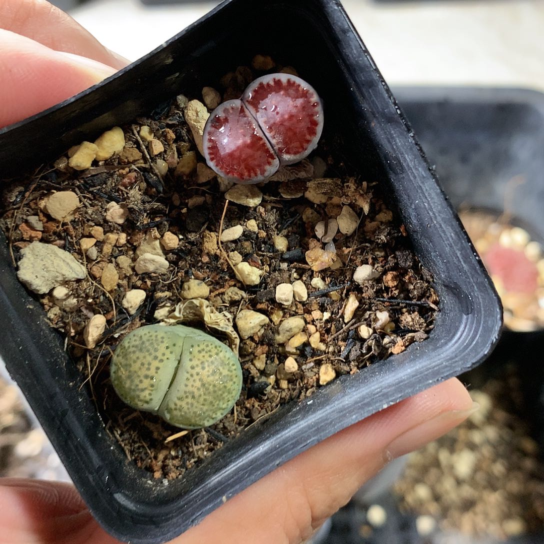 A322多肉植物保护研究所