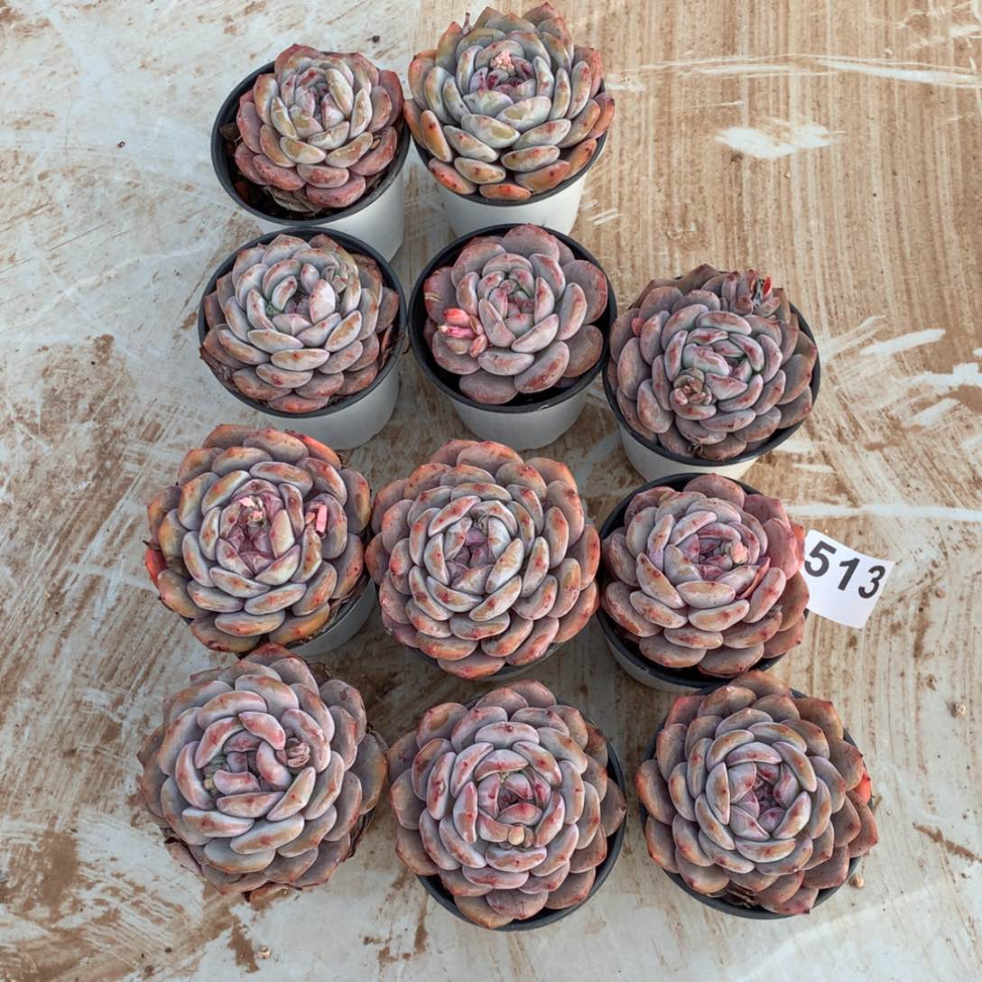 513橙子多肉植物组合