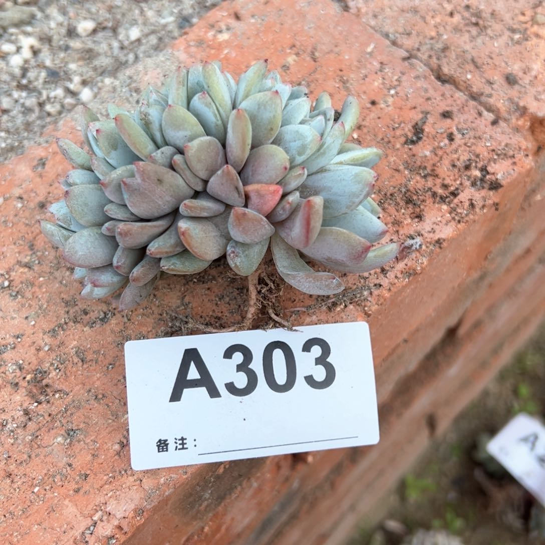 张**裔303 多肉多肉多肉多肉