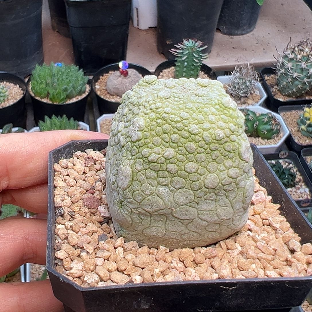 四角凝蹄玉实生球一颗