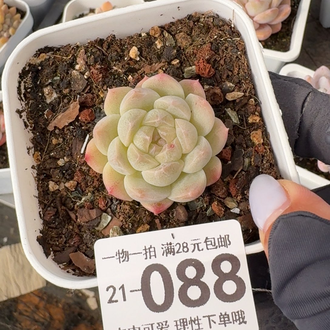 白梦无盆土发货无盆