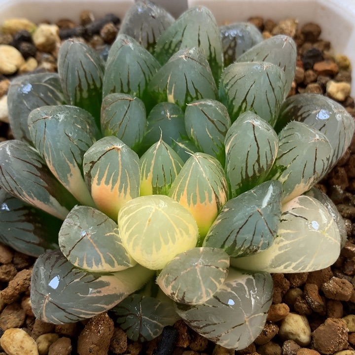 实生玉露锦带盆土发货