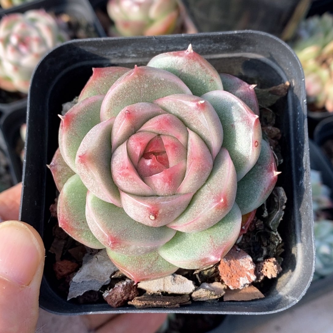 精品多肉一物一拍206