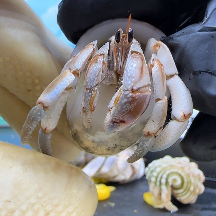 A17异色 紫陆豆1.5cm口径