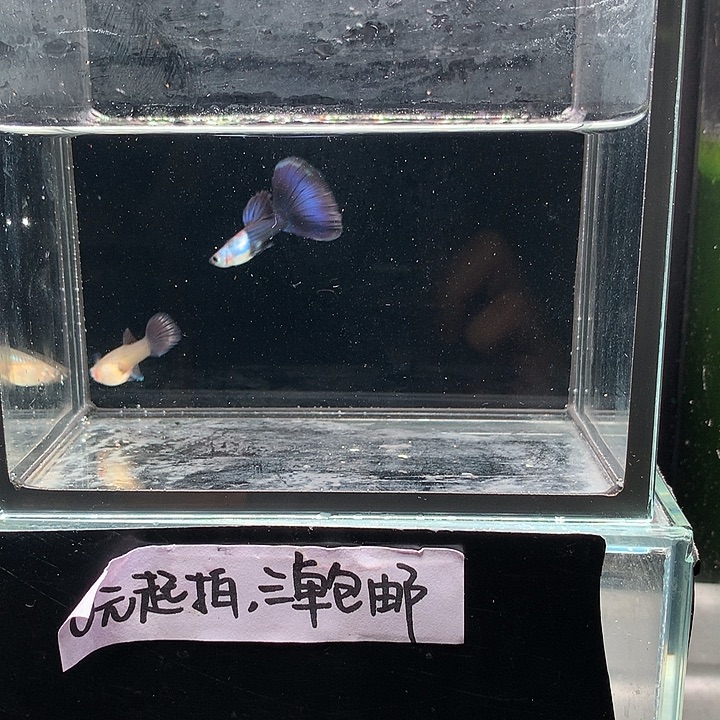 孔雀鱼艾尔银蓝尾一对