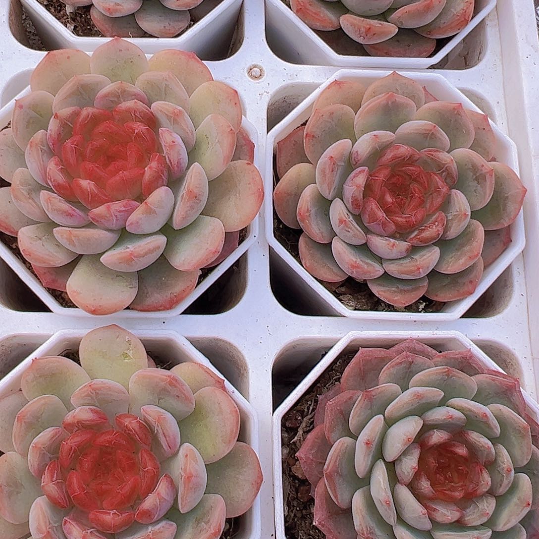 特葡珍妮19包邮多肉