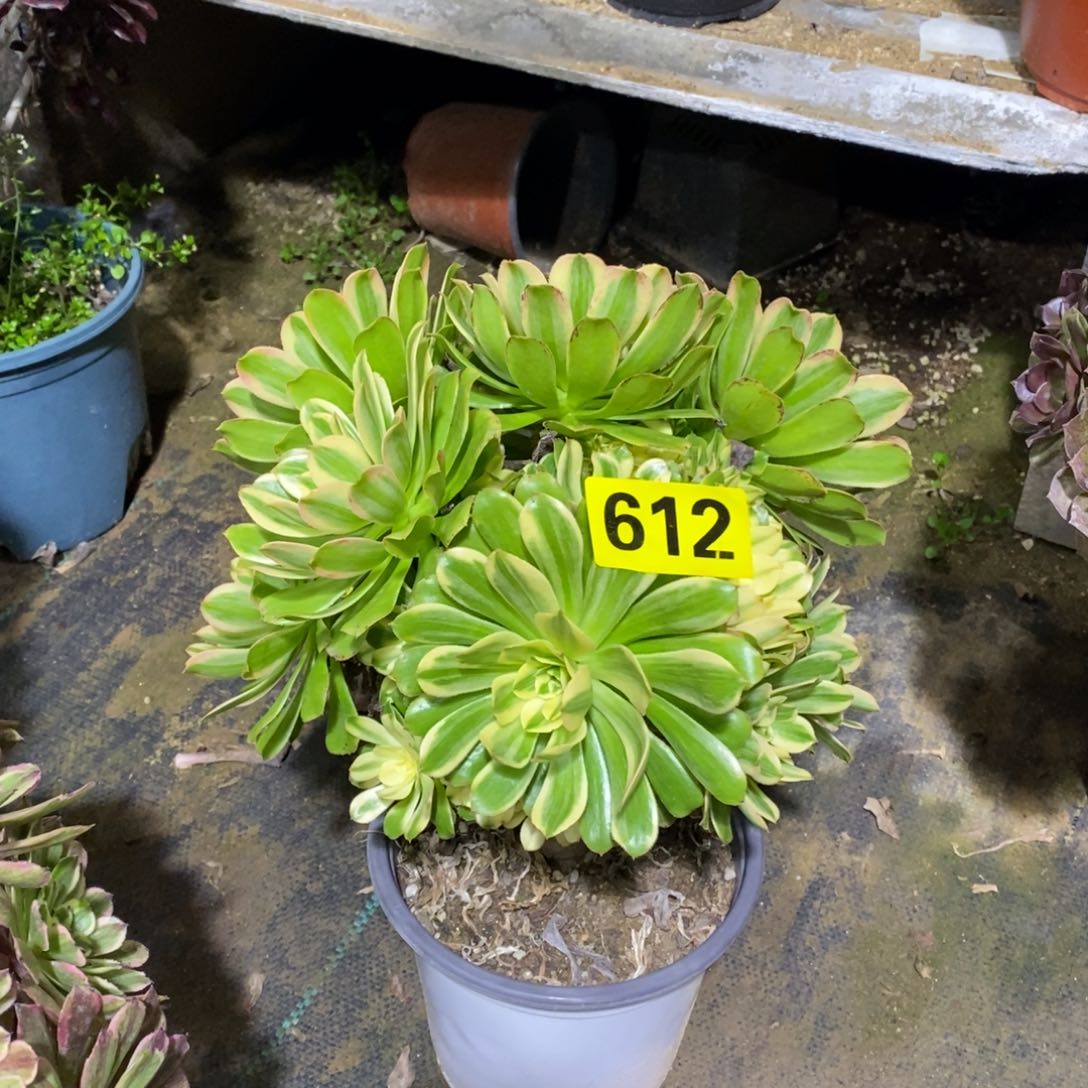 燕日伞多肉法师612