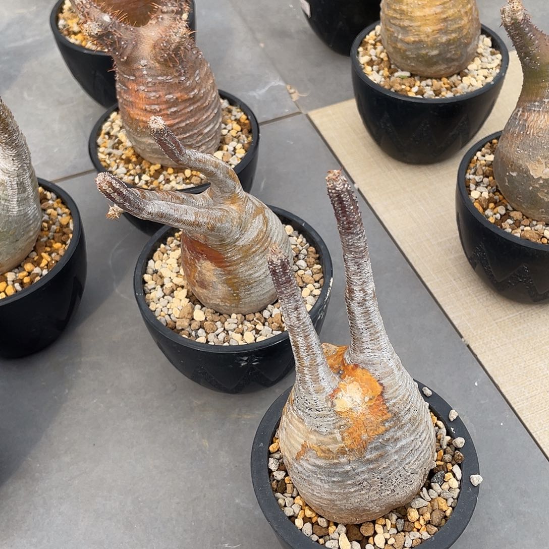 才*风象牙宫帅哥哥专拍